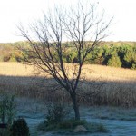 Early on an October morning at Rural Route 2 in 2010, the box elder tree by the garden looked ghostly after it had lost all of its leaves.