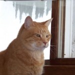 My 10-year-old orange tom, Gilligan, is bemused by the kittens. (December 2010)