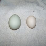 Gingersnap, our Americauna chicken, lays lovely blue-green eggs. They are much larger than Laverne and Shirley's eggs. Laverne and Shirley are Buff Orpingtons, but they're still really just pullets