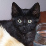 Julia, who was the tiniest of the kittens when we brought them in the house, has now caught up with the others. (December 2010)