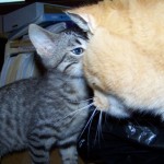 This little tom, who has not revealed his name, likes my big orange tom Gilligan. (December 2010)