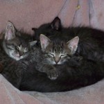 All those little striped faces sound asleep in the rocking chair make me smile. When they