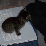 Kittens at four weeks old liked to help Randy with the computer when he sat with them.