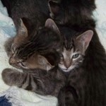 After my six babies have some formula, they like to sleep in my lap for a while (Fall 2010).