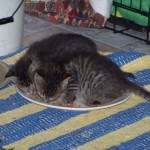 Lunch time (four weeks old) in the middle of the plate. (Fall 2010)