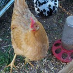 Our Buff Orpington, Laverne, allows herself to be petted. (September 2010)