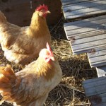 Laverne and Shirley, our Buff Orpingtons, started laying eggs in August of 2010.