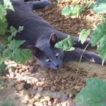 Long John Silver (August 2010)