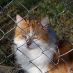 My long-haired orange kitty cat, Mary Anne, likes to sit on the bench beside the chicken run. She causes quite a stir among the chickens. They don't seem to mind the other cats. 