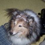 Pixie loves to rub her face and her sides in all of the fluffy snow we've been getting this winter. (Feb 2011)