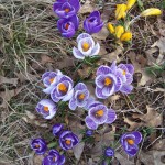 Crocus Spring 2011