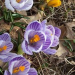 Crocus Spring 2011