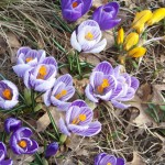 Crocus Spring 2011
