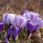 Crocus Spring 2011