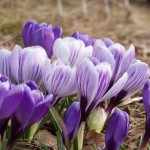 Crocus Spring 2011
