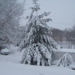 The pine tree and the small cedar tree and the hen house and the chicken run were all covered with snow after the blizzard March 23, 2011. The chickens didn't know *what* to make of it all. . .