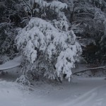 Another pine tree by the driveway was almost bent to the ground with snow after the storm March 23, 2011. 