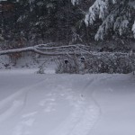 Because of the heavy snow March 23, 2011, a jack pine fell across the road. When the patrolman plowed snow, he pushed it across our driveway. 