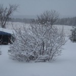 The little lilac in the west side yard was covered with snow, too, March 23, 2011. 