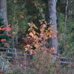 Even the little maple trees had turned brilliant colors on a cold October morning (2010).