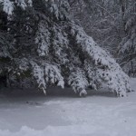 Even the big pine tree on the north side of the yard was weighted down with snow. (March 23, 2011)