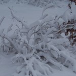 I am beginning to wonder if I will ever see green leaves and Rugosa roses on my rose bush  (March 23, 2011).