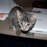 If you look closely, you can sort of see the tufts on Roberta's ears. (December 2010)