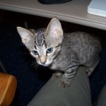 Tom Sawyer revealed his name by his adventuresome nature. (December 2010)