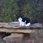 Tuxedo Tom and his sisters are always interested in what I am doing. In this photo, Tux jumped up on the rock table to observe what I was up to. (October 2010) Tuxedo Tom has a deep, rumbling purr, even though he is not quite six months old. (October 2010)