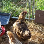 Gingersnap is molting and she looks pathetic. (September 2010) If you look closely, though, you can see the feathers starting to grow back in on her back.