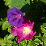 The Morning Glories and Rugosa Roses were still blooming at the end of September. It won't be long before the flowers are all gone.
